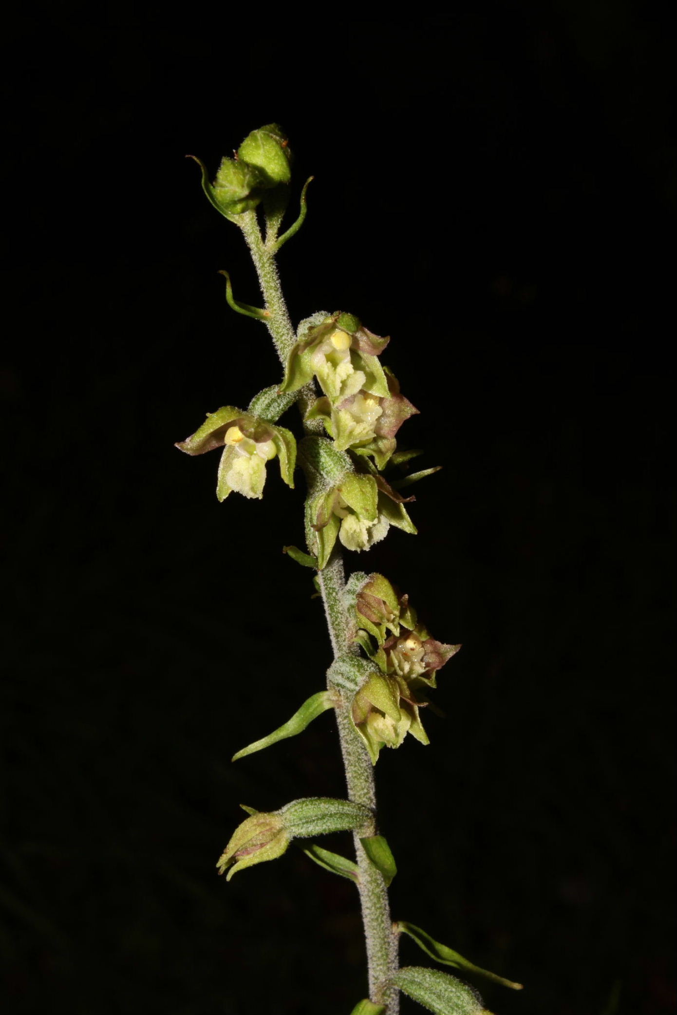 Orchidee dall''appennino Ligure (GE)